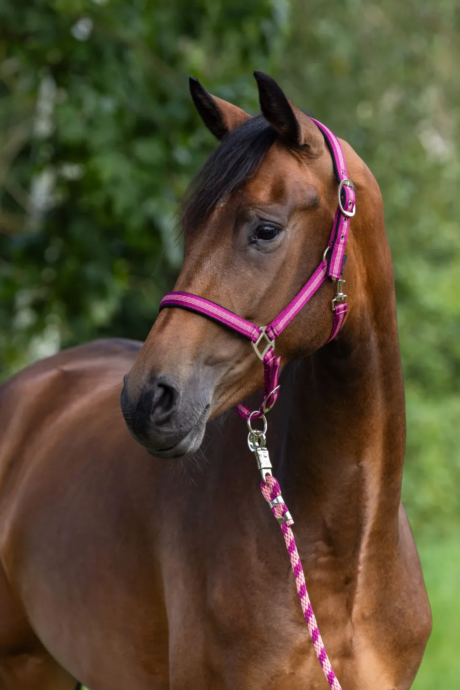 COVALLIERO Halfter Mustang