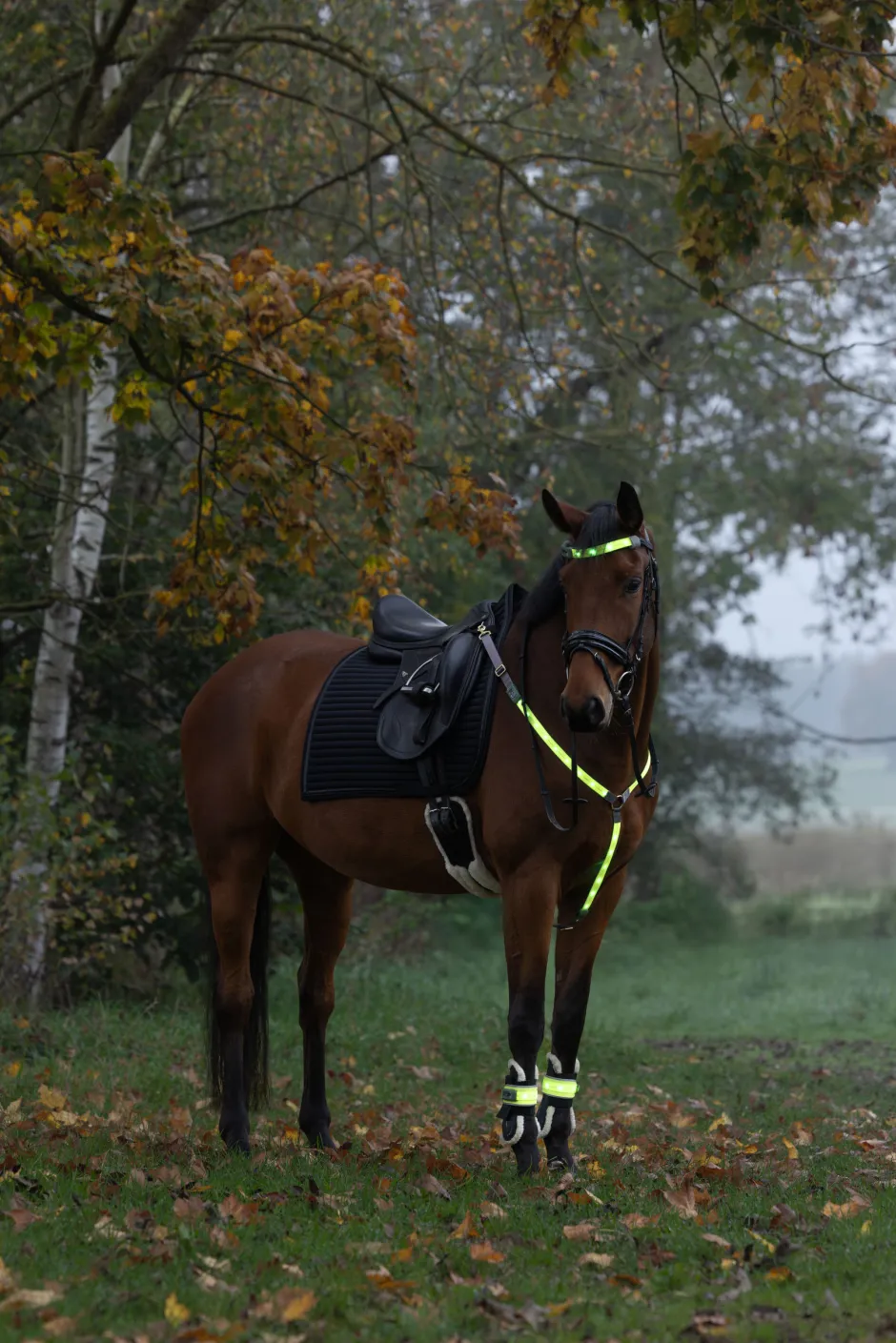COVALLIERO Stirnriemen LED