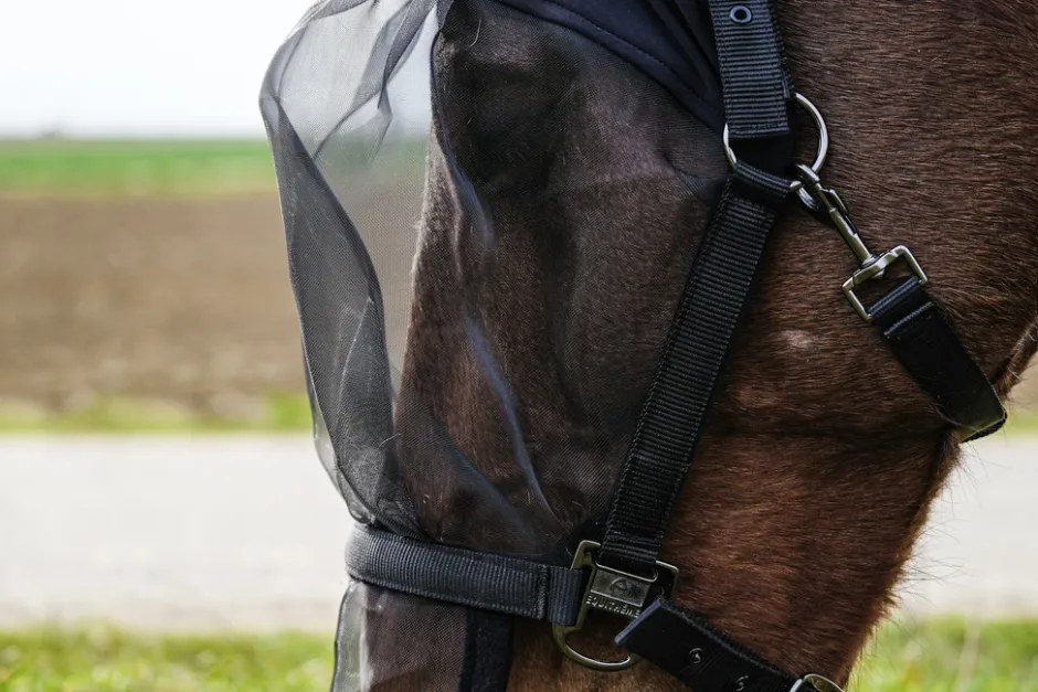EQUITHÈME Halfter + Antifliegenmaske schutz vor UV-Strahlen