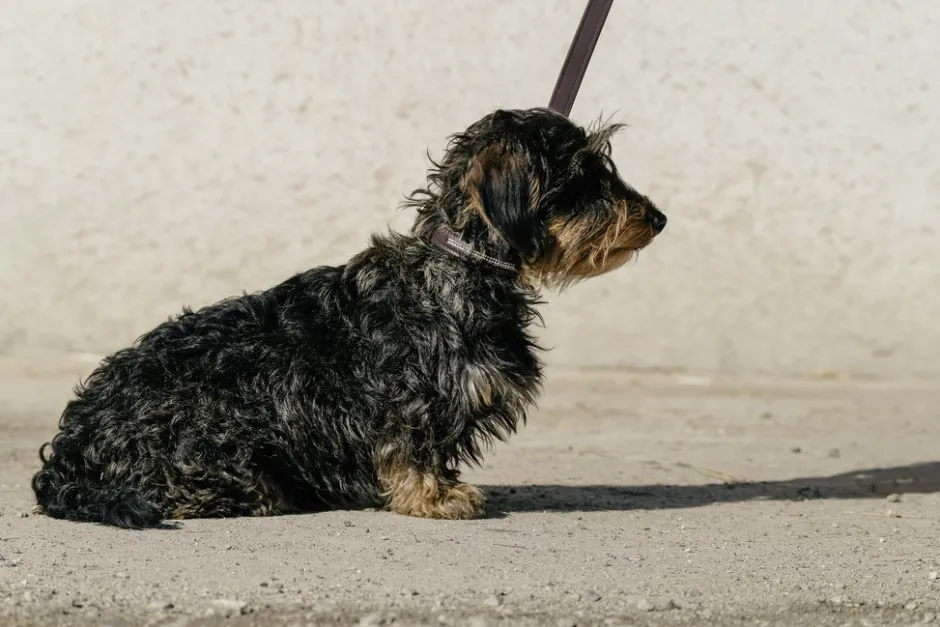 EQUITHÈME - Max - Hundehalsband und Leine