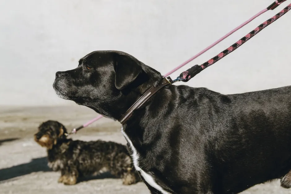 EQUITHÈME - Max - Hundehalsband und Leine