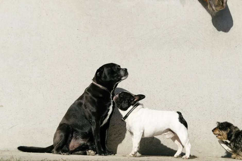 EQUITHÈME - Max - Hundehalsband und Leine