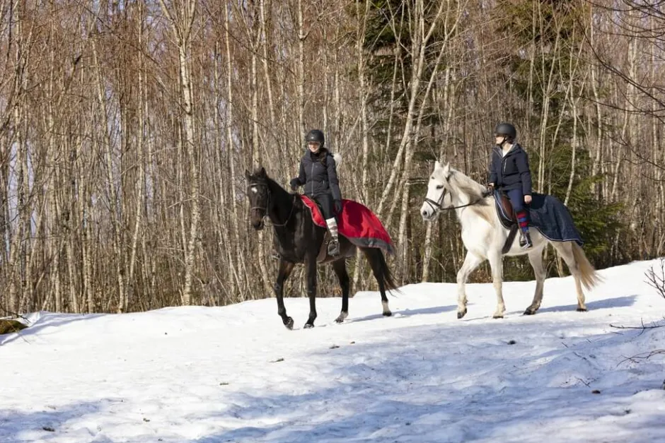 EQUITHÈME „TYREX 1200 D“, Nierendecke mit Polar Fleece Fütterung