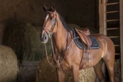 ERIC THOMAS HYBRID geschweifter Sattelgurt