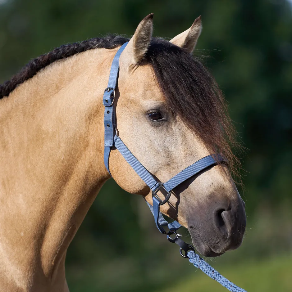 IMPERIAL RIDING Halfter IRHClassic Sport