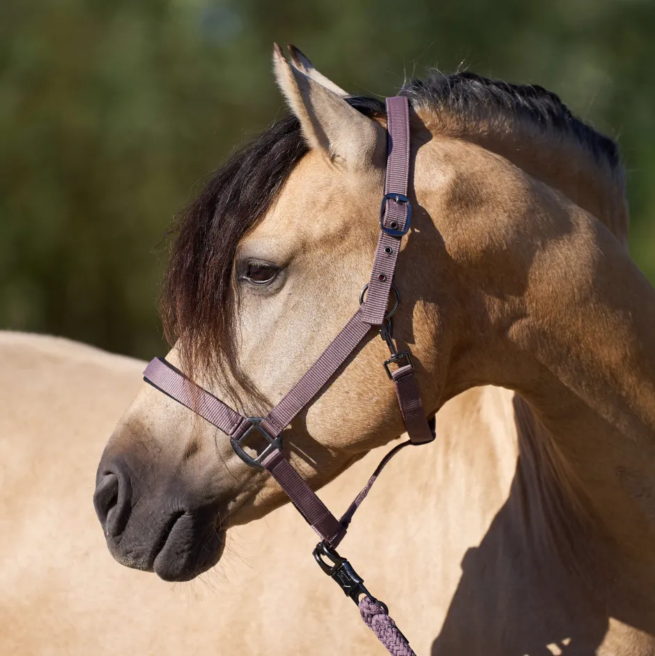 IMPERIAL RIDING Halfter IRHClassic Sport