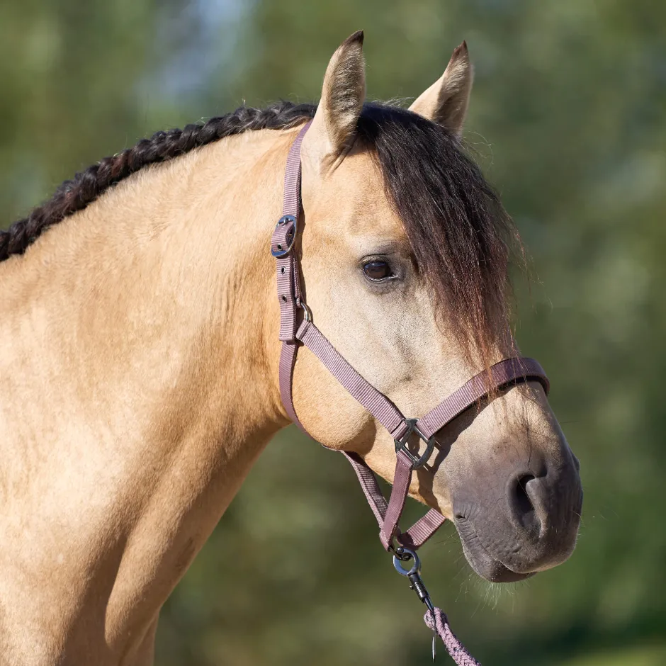 IMPERIAL RIDING Halfter IRHClassic Sport