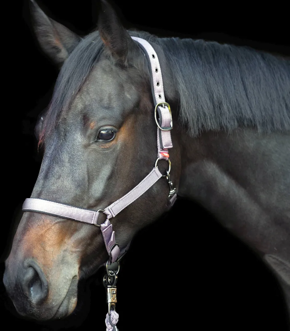 IMPERIAL RIDING Halfter Yearling IRH