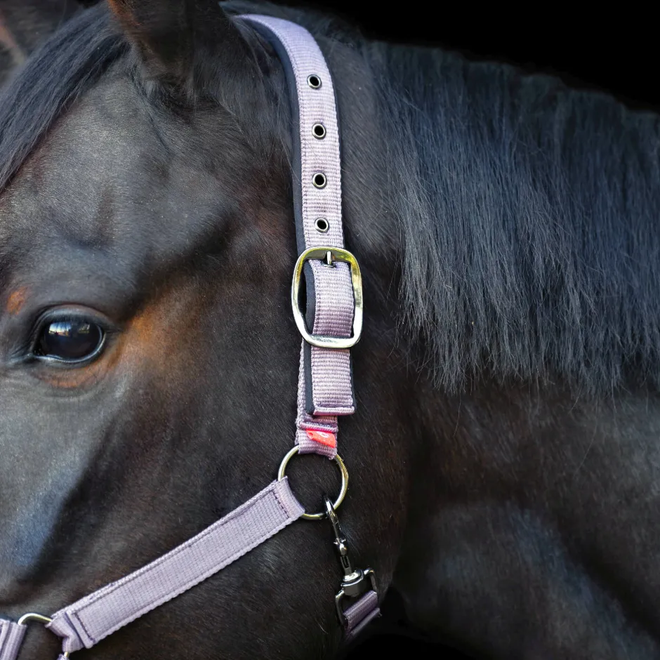 IMPERIAL RIDING Halfter Yearling IRH