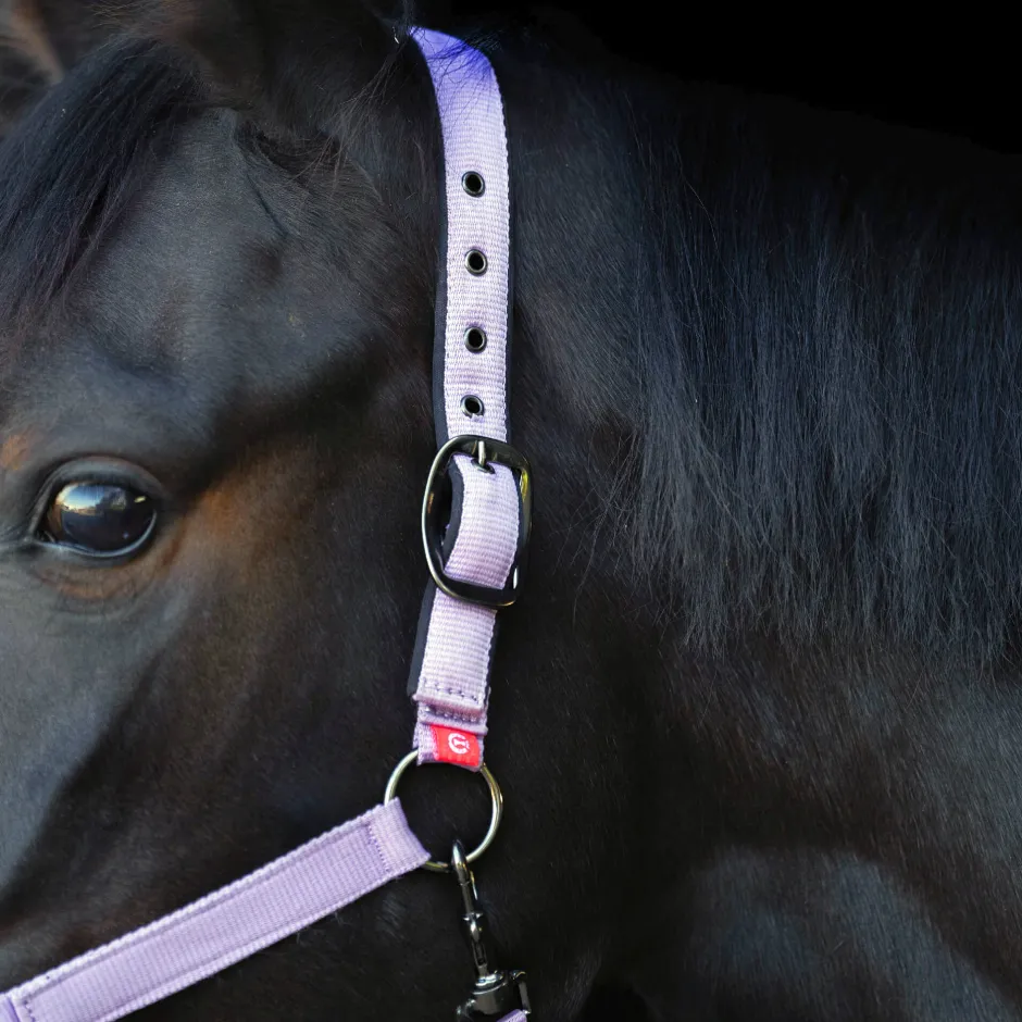 IMPERIAL RIDING Halfter Yearling IRH