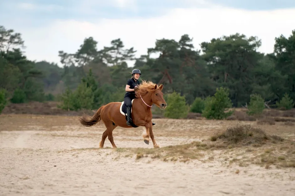 IMPERIAL RIDING Halsring IRHFree Ride