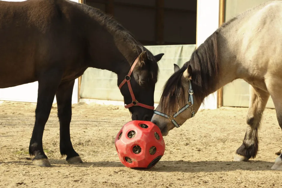 KERBL HeuBoy Futterspielball
