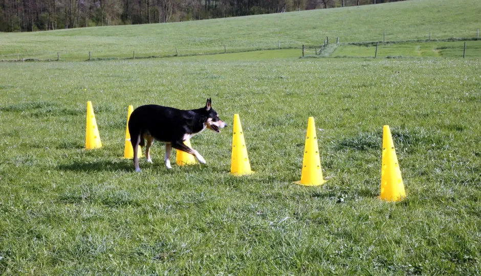KERBL Pylonen-Hürden Set Agility