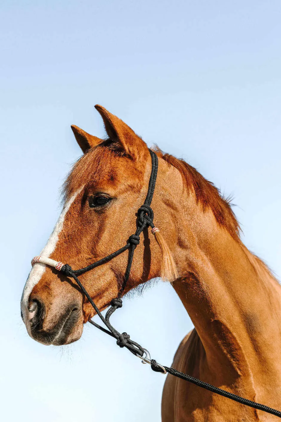 WESTRIDE Knotenhalfter - Western